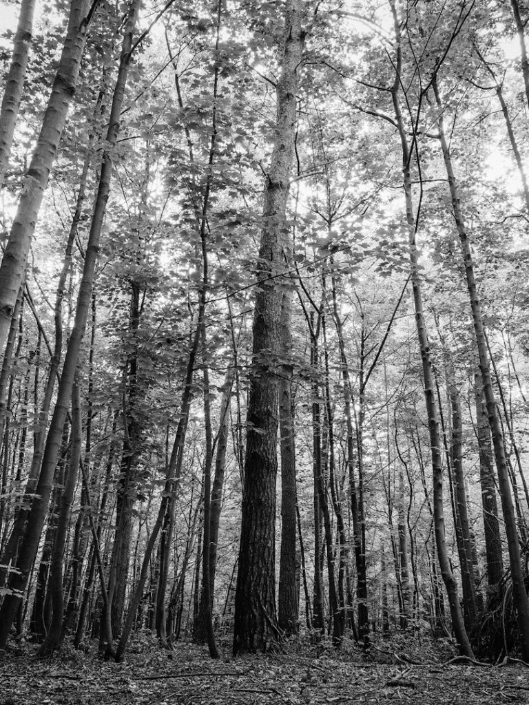 Wald als Ort für eine Naturbestattung